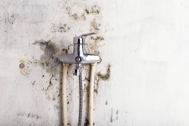 Best Emergency Mold Removal  in Jellico, TN