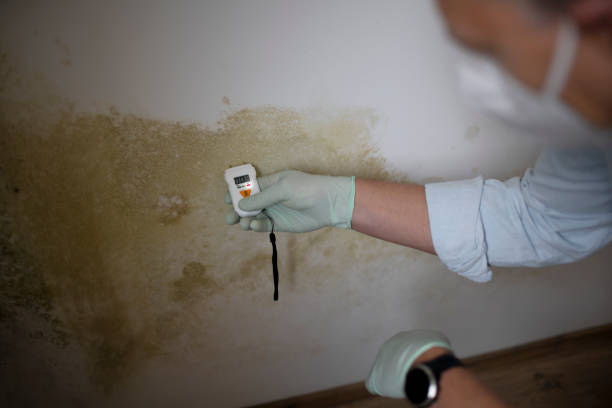 Mold Removal and Inspection in Jellico, TN