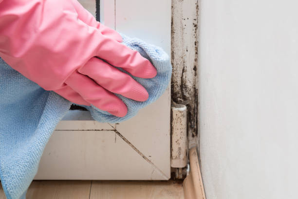 Best Local Mold Removal Service  in Jellico, TN