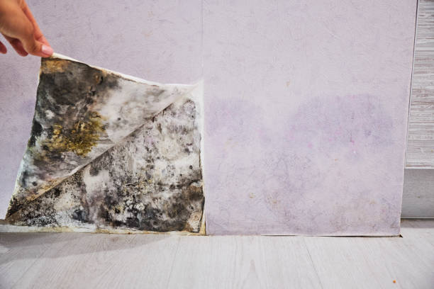 Best Residential Mold Removal  in Jellico, TN